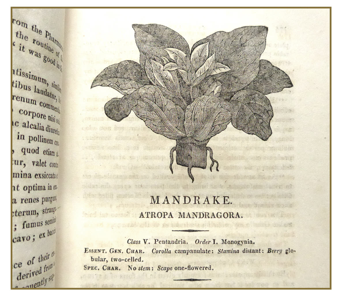 Illustration of mandrake by Bewick in Thornton's Herbal
